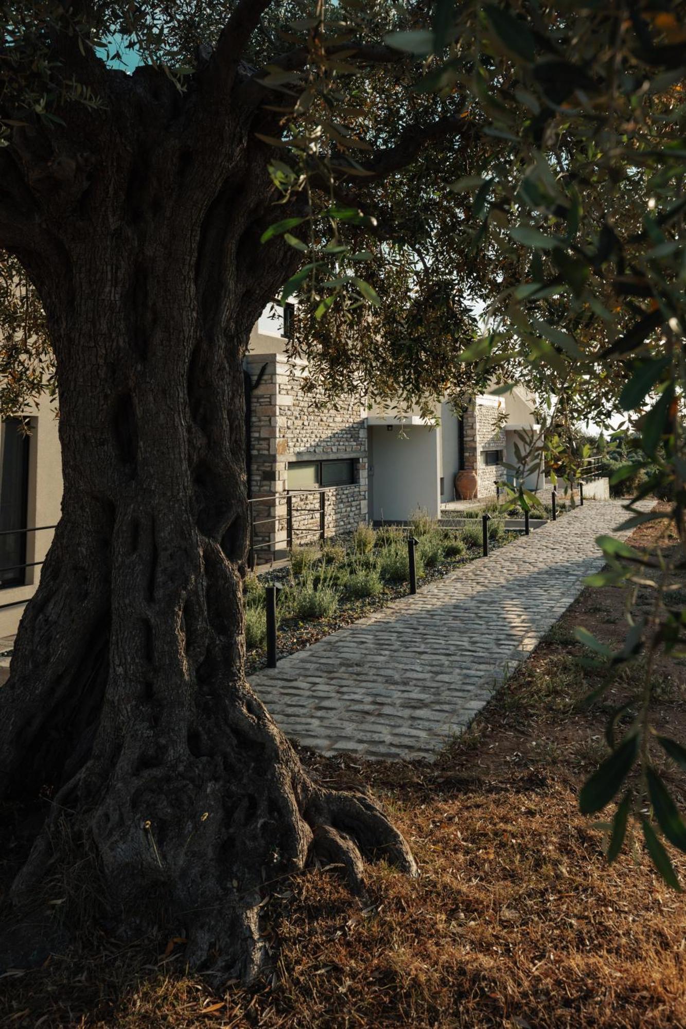 Olive Blue Thassos Luxury Villa *
